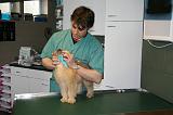 AUSCULTATION 094
